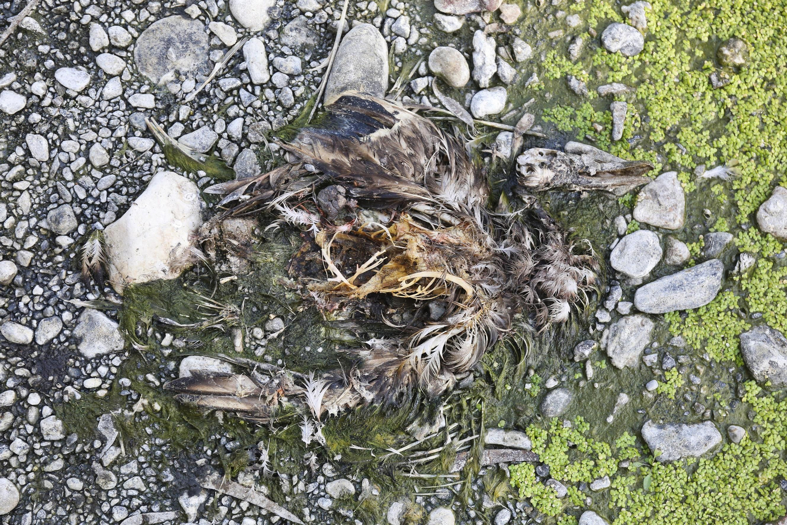 Aparecen cientos de aves y peces muertos en el río Guadalhorce