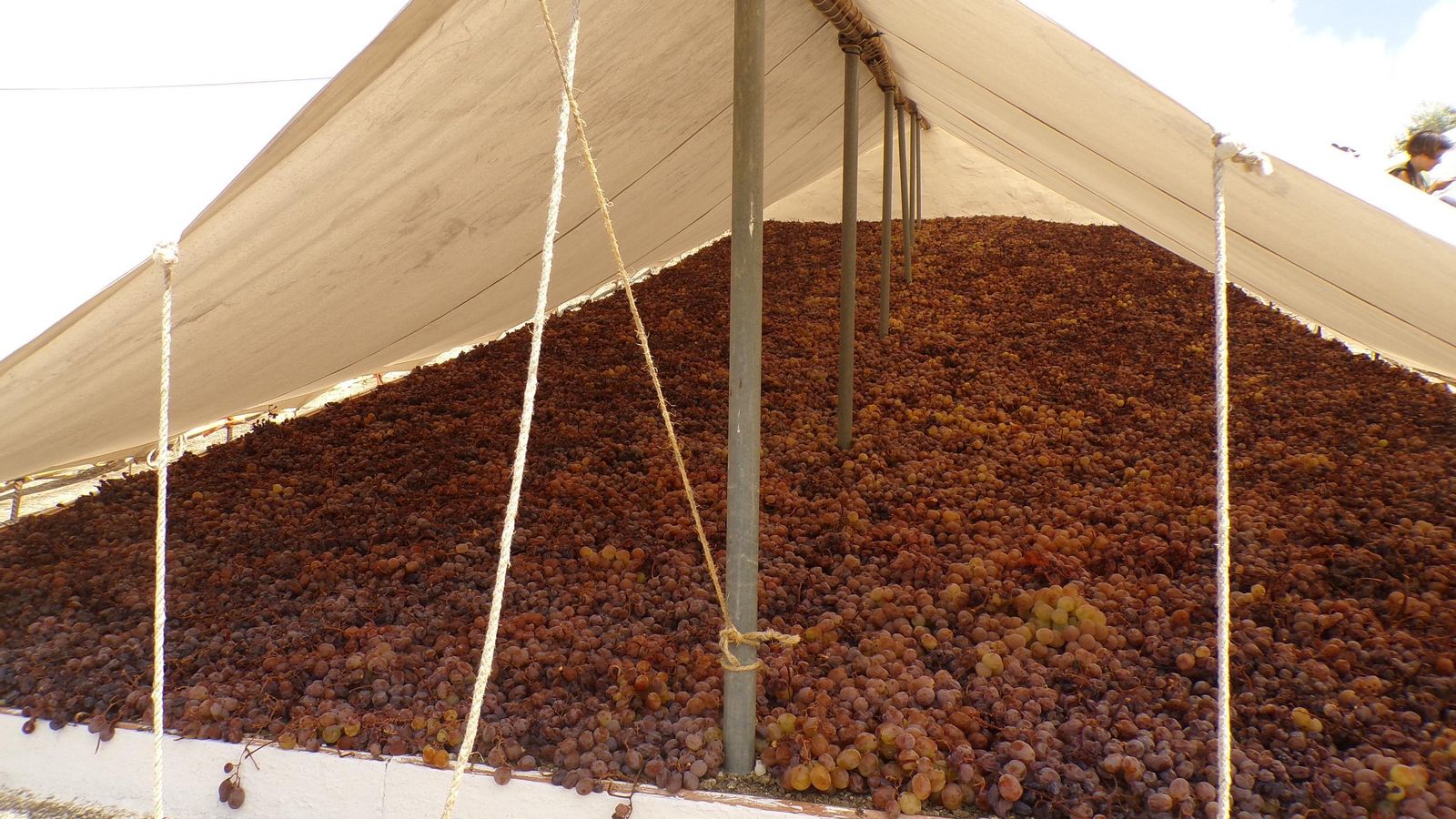 La vendimia en la Axarquía, en imágenes