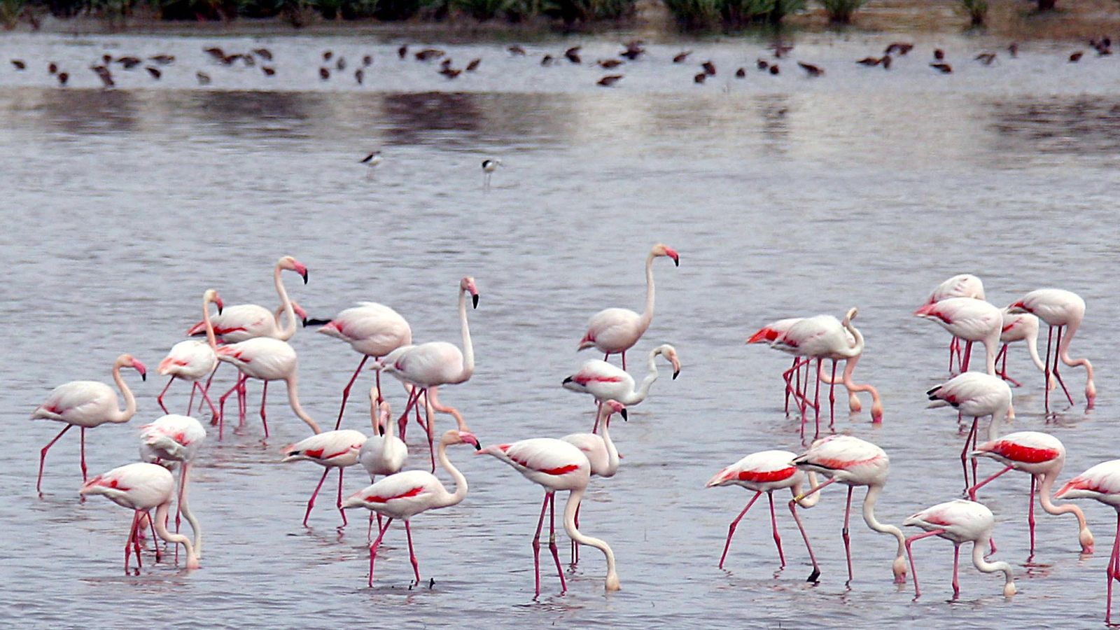 Parque Nacional de Doñana