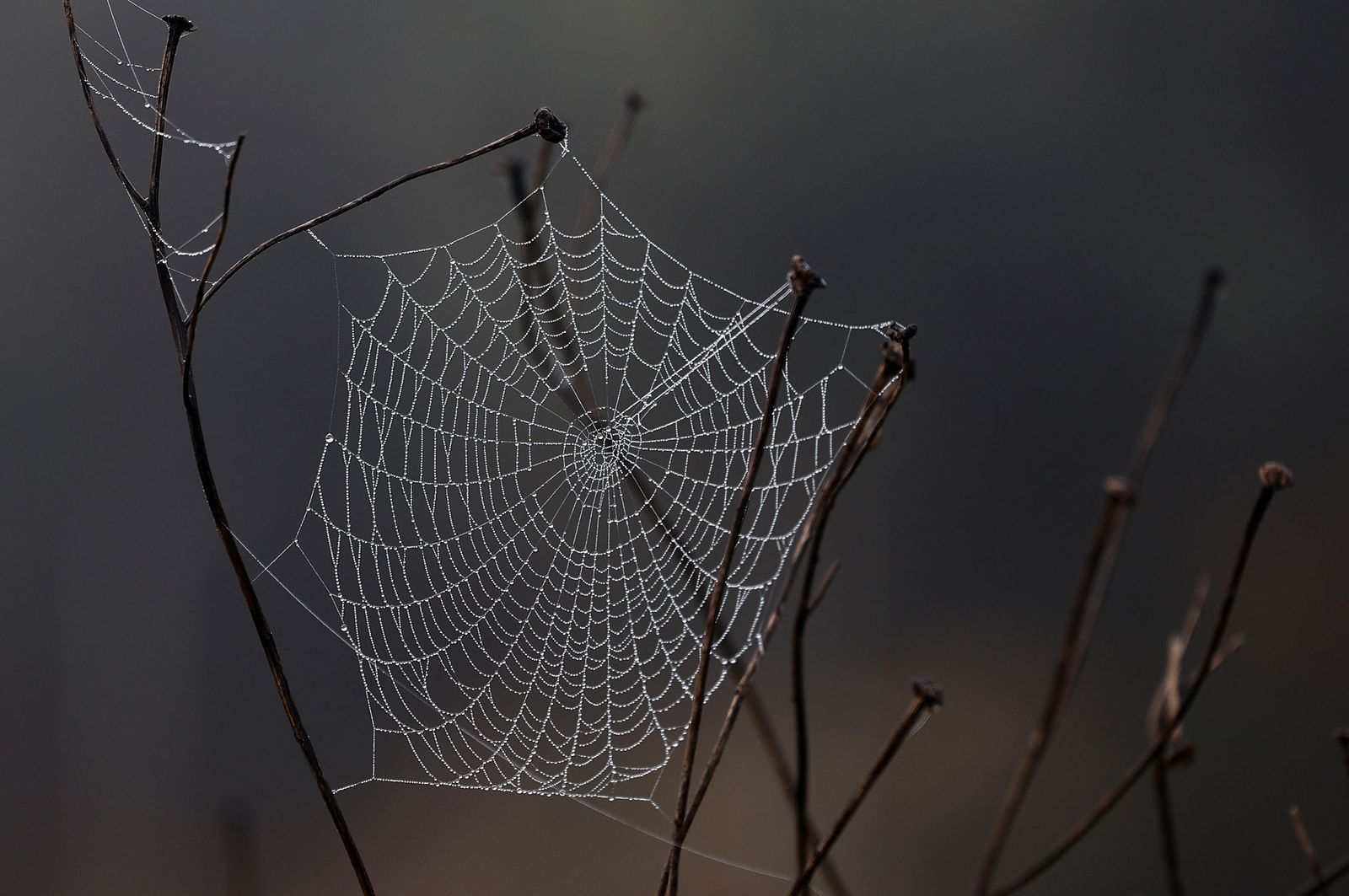 Imágenes de la densa niebla con la que han amanecido varios municipios de Huelva