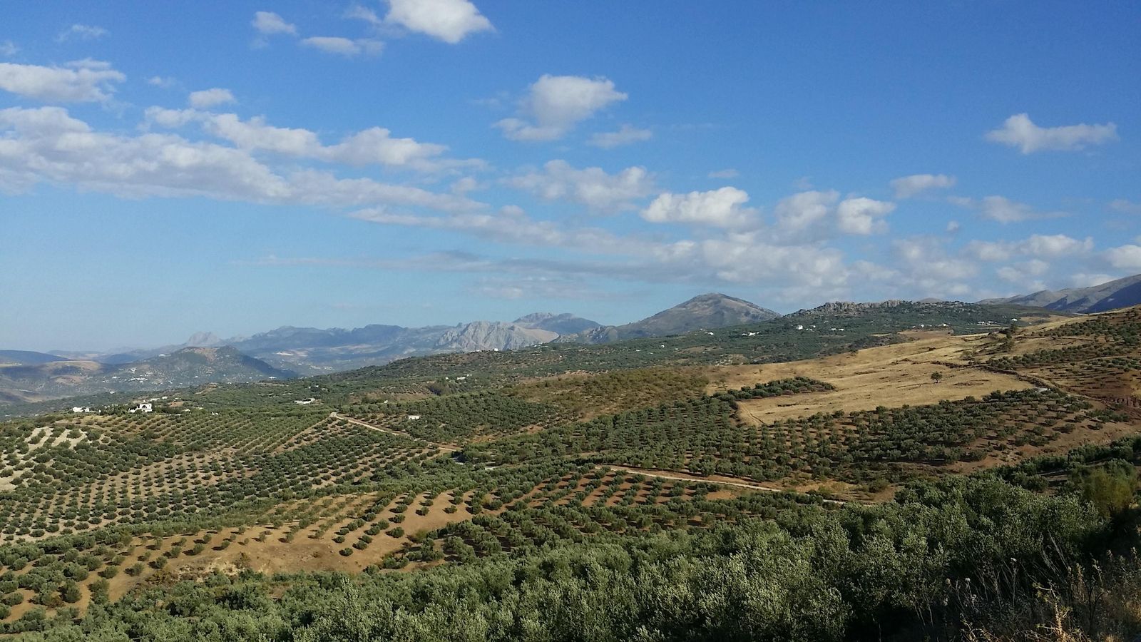 Preciosos olivares y un paisaje de aupa nos sorprende antes de llegar a Periana.