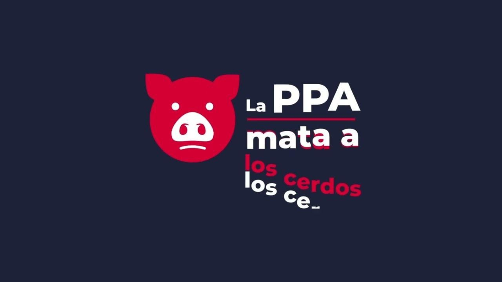 La peste porcina africana mata a los cerdos