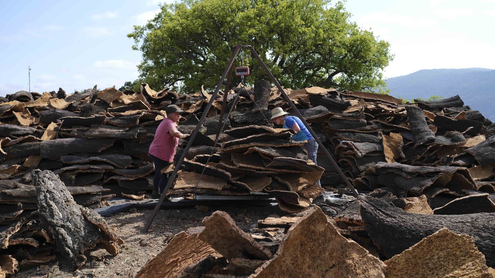 El pesado de las corchas también sigue siendo un proceso manual.