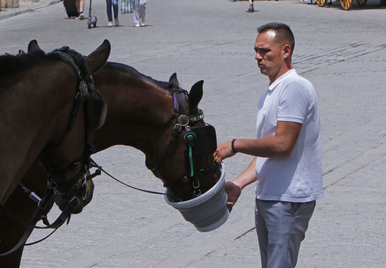 Un cochero da de beber a su caballo.