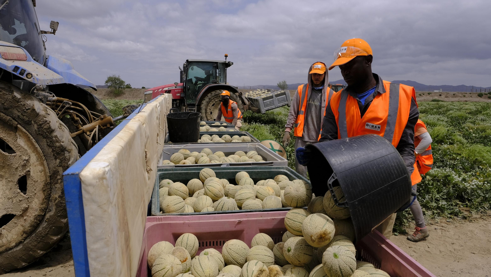 La sandía y el melón de Huércal Overa, manjares en imágenes