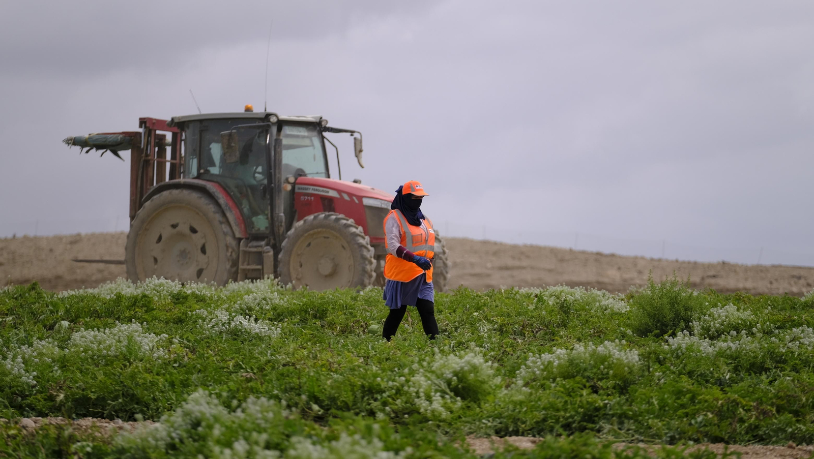 La sandía y el melón de Huércal Overa, manjares en imágenes