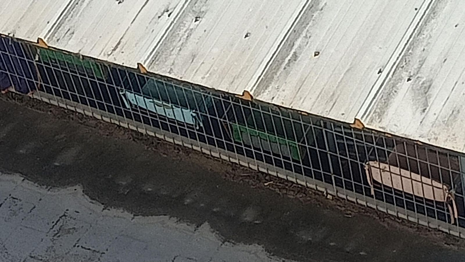 Jaula con los felinos de los que se quejan los vecinos de la calle Empedrada.