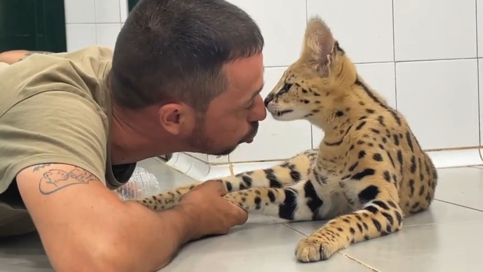 'Spot', el pequeño leopardo jaspeado que se une a la famia felina del zoo de Castellar 'Spot', el pequeño leopardo jaspeado que se une a la famia felina del zoo de Castellar