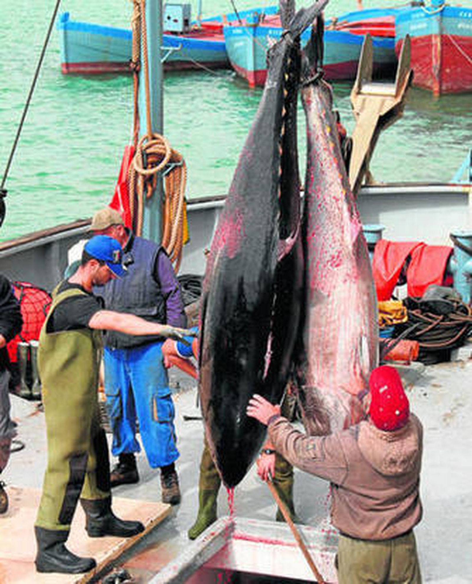 Un momento del traslado de los primeros atunes capturados este año en Zahara al puerto de Barbate este viernes.