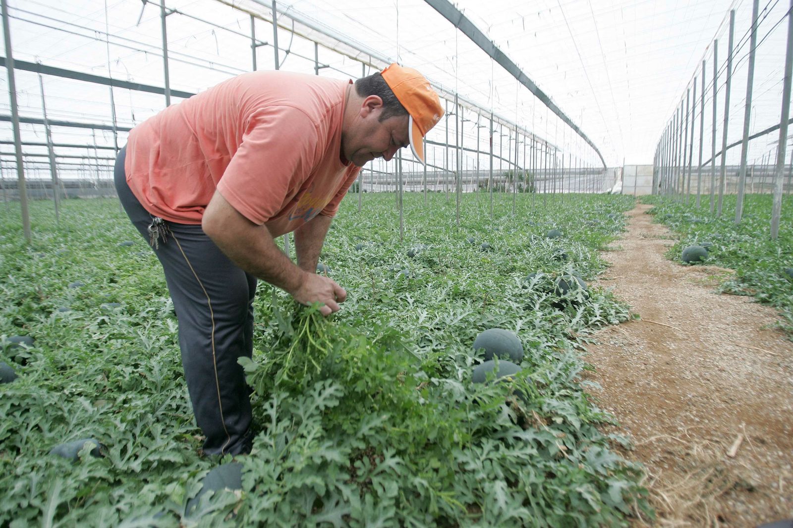 Unicaja Banco financia los cultivos intensivos de la campaña 2019-2020 con 426 millones.