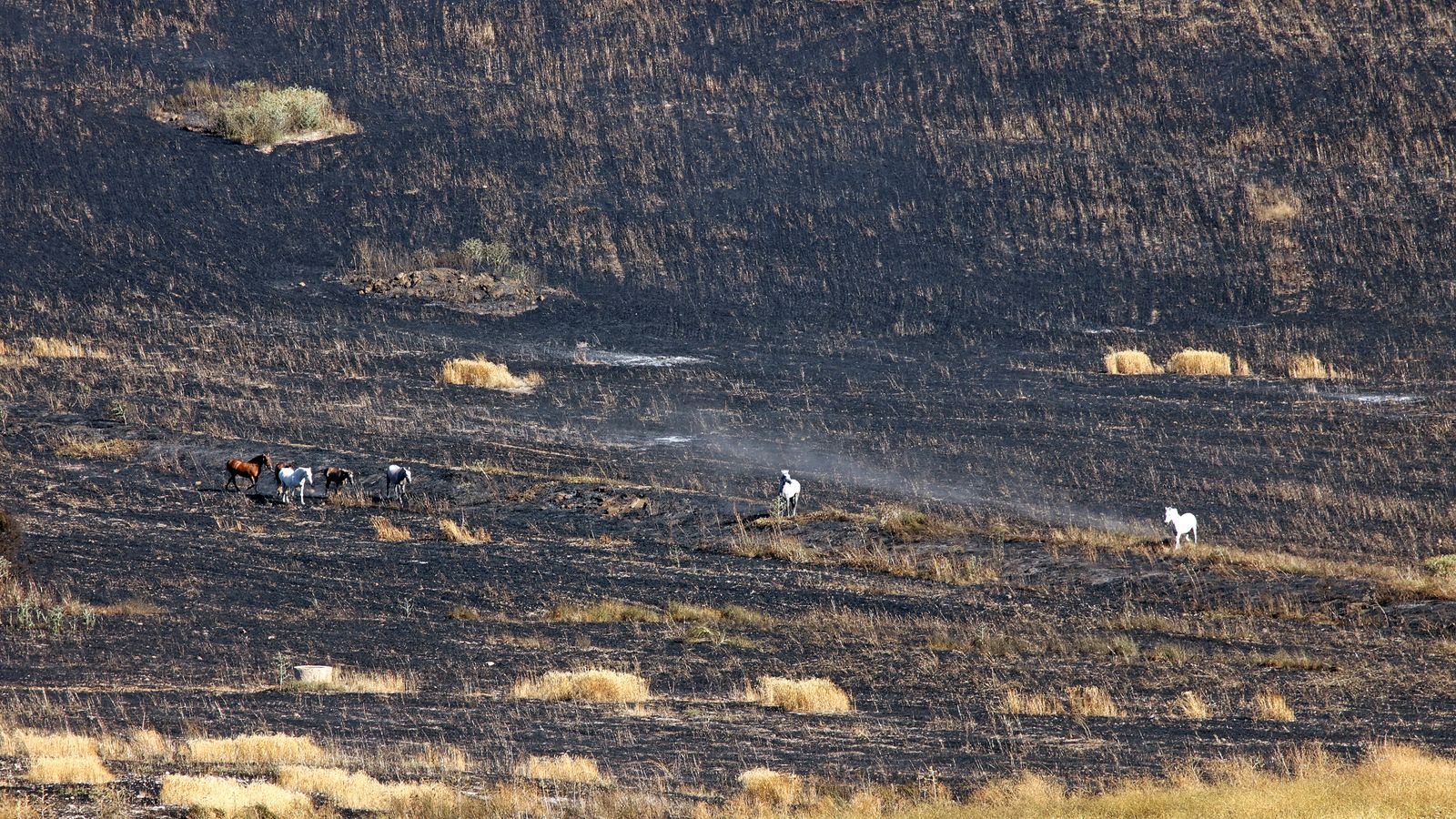 Incendio de pastos por la zona de Hogar Siloé