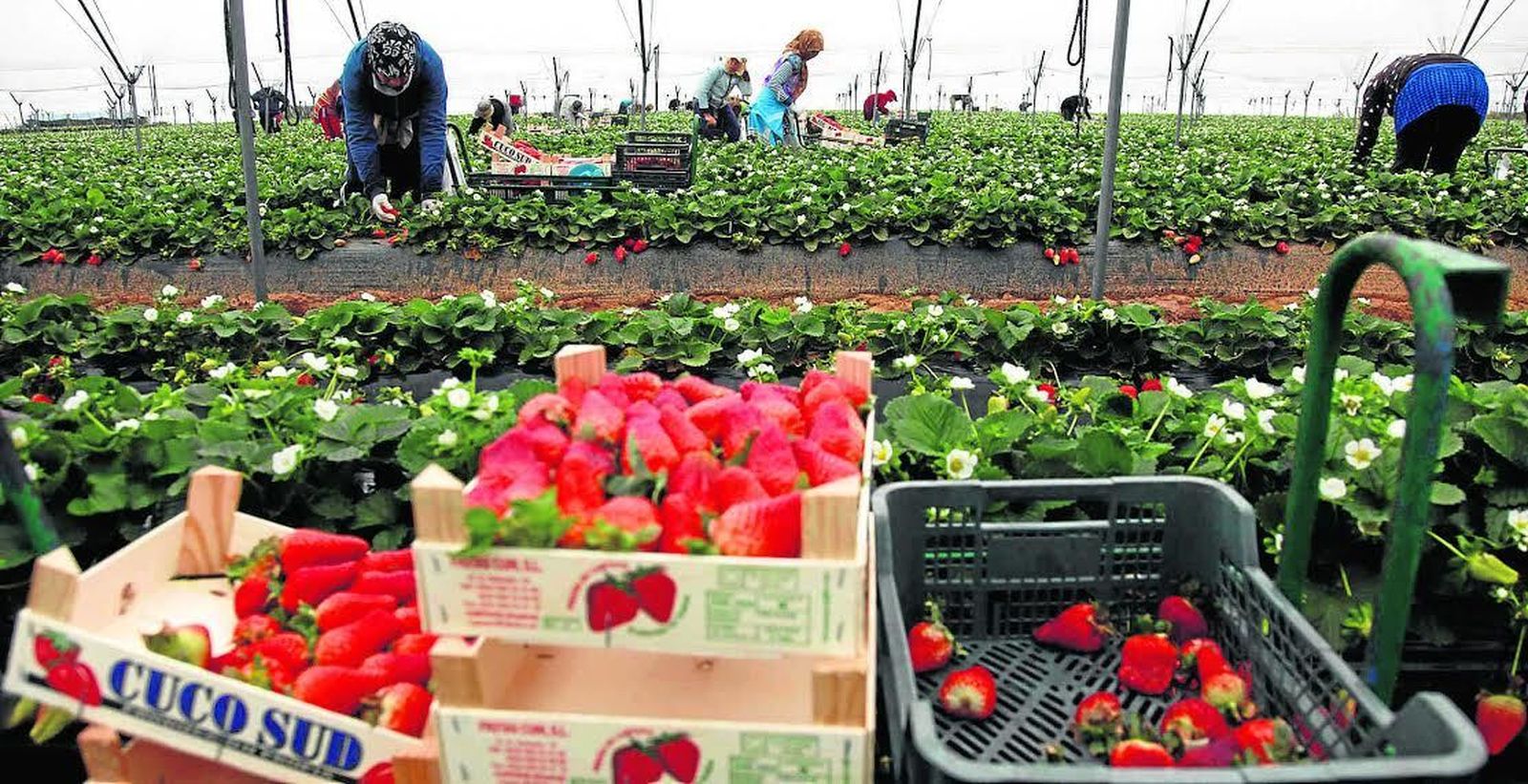 Cultivo de fresas en la provincia de Huelva