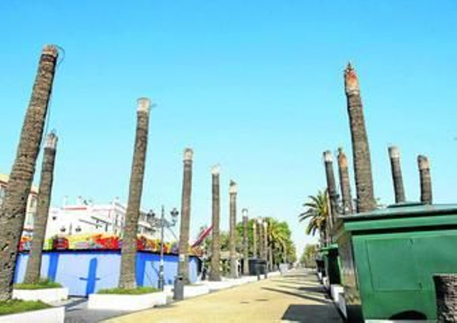 Palmeras con cirugía en el parque Calderón, una de las zonas más afectadas por la plaga del picudo rojo.