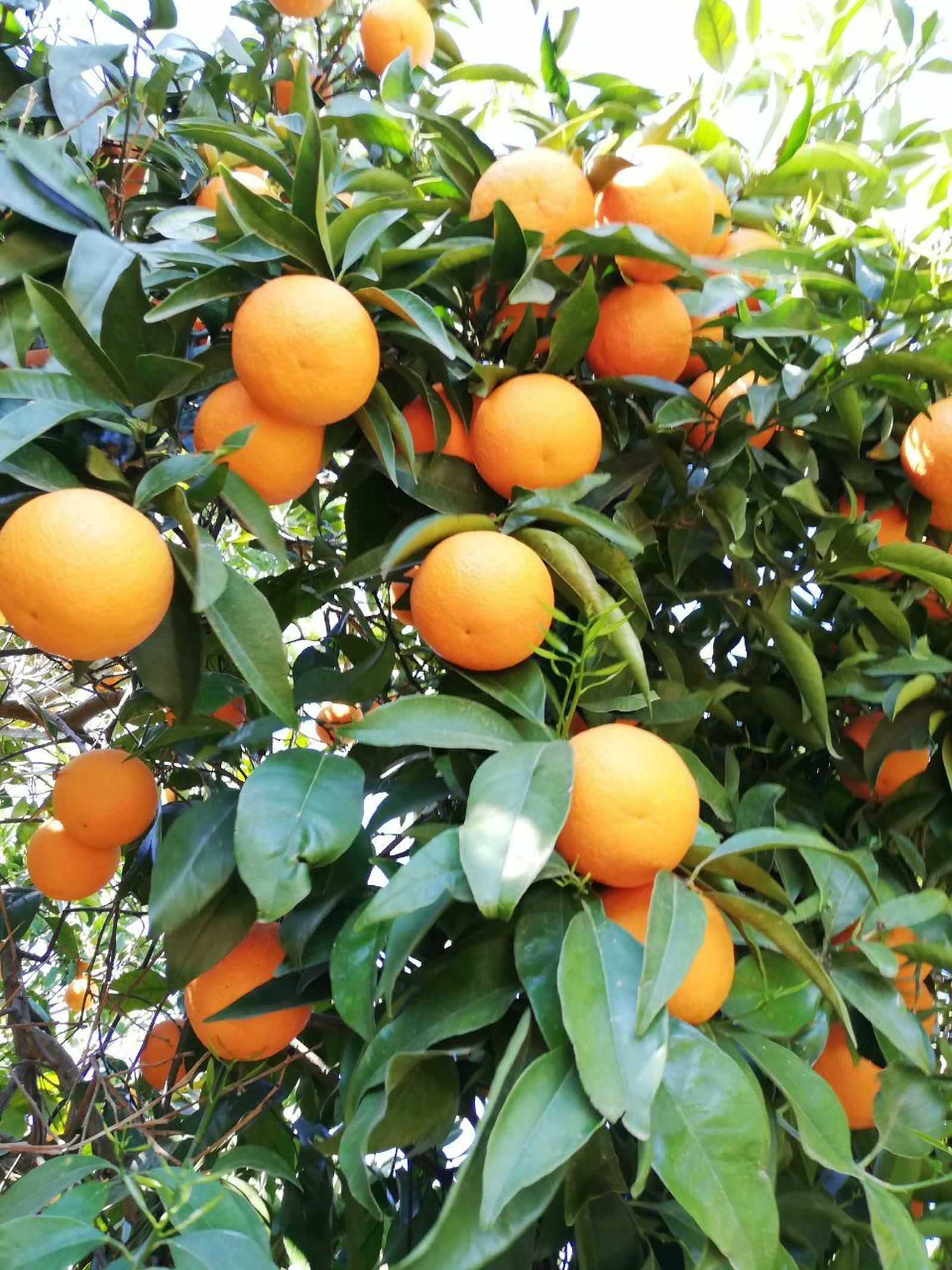 Lora del Río destina al cultivo de la naranja más de 3.000 hectáreas.