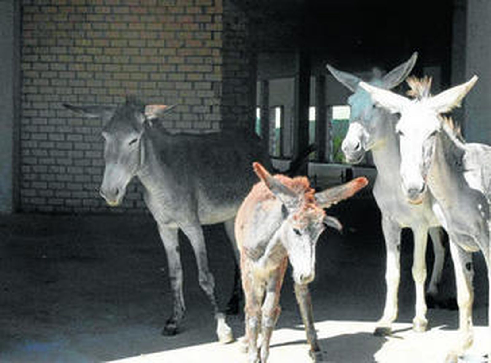 Algunos de los burros que viven en el edificio de la nueva residencia de ancianos.