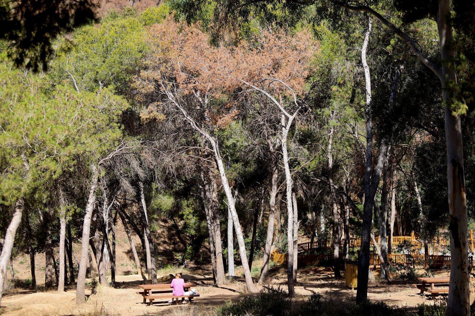 Árboles en el entorno del Seminario.