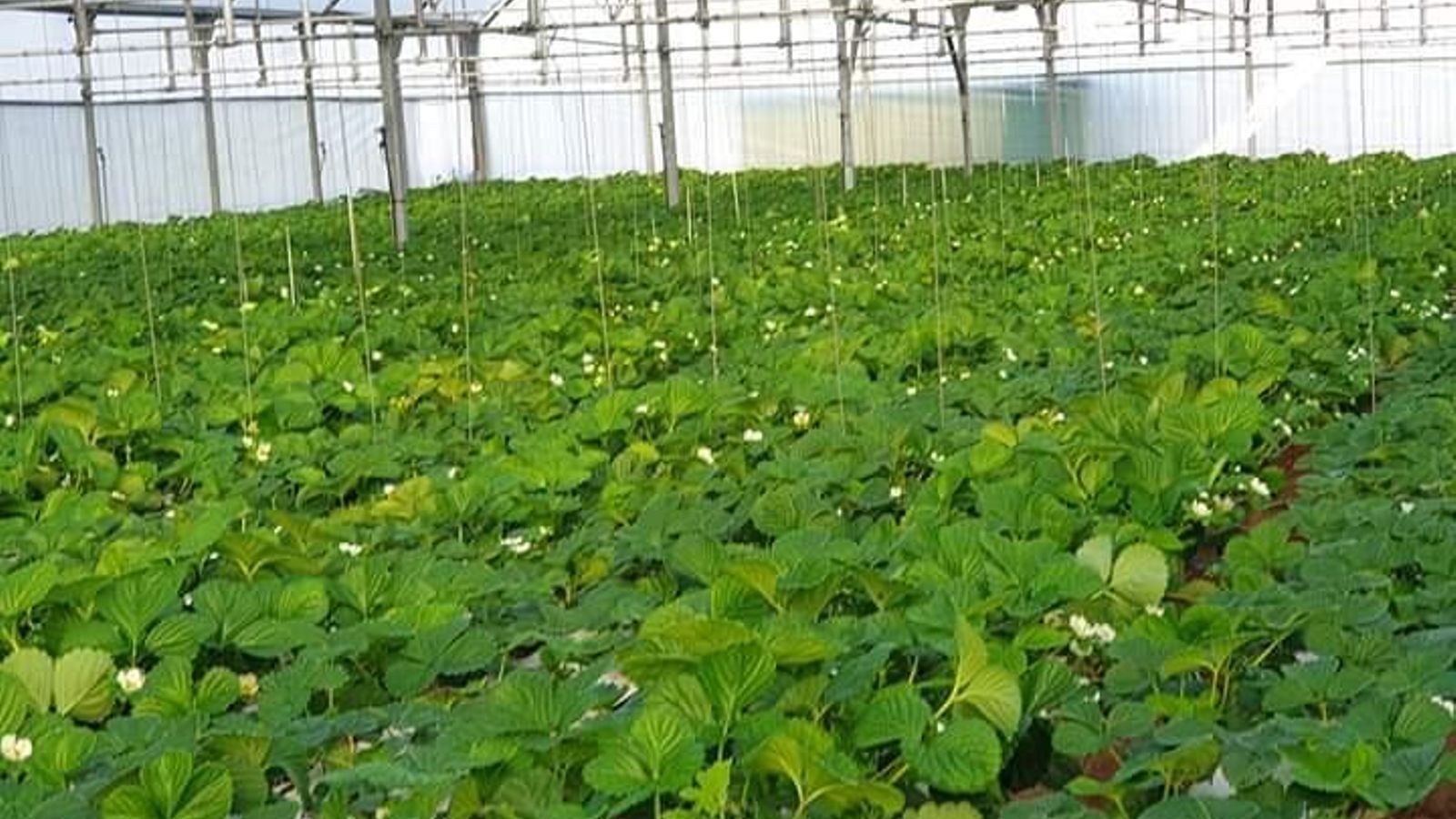 Los cultivos aún no tienen fresa.