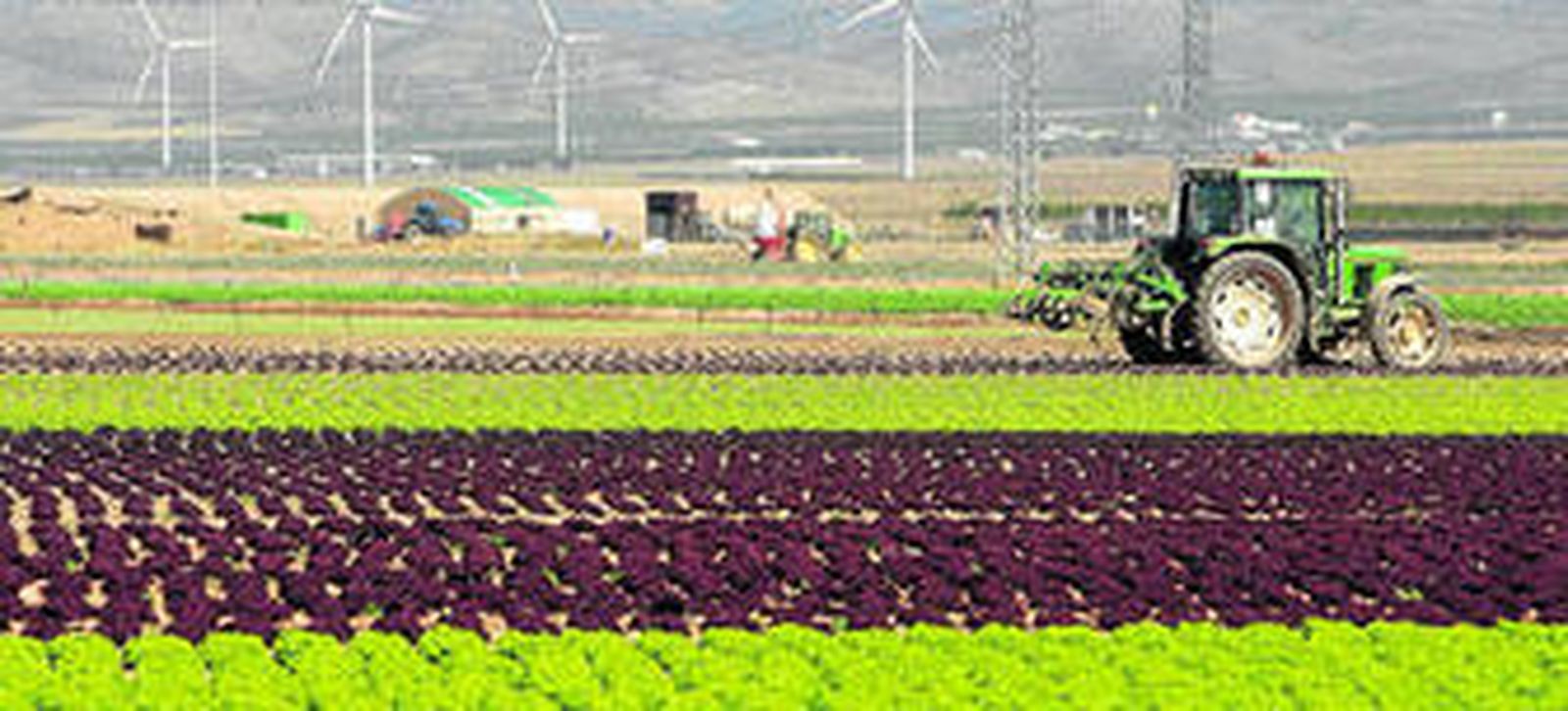 Cultivos de lechuga que posee la almeriense Primaflor en la zona del Marquesado (Granada).