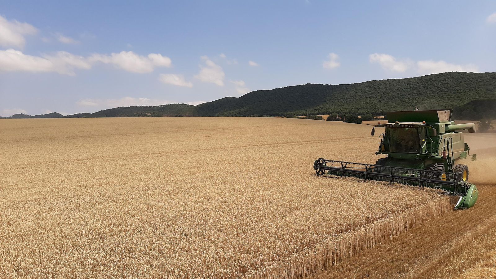 Una cosechadora en un campo de trigo.