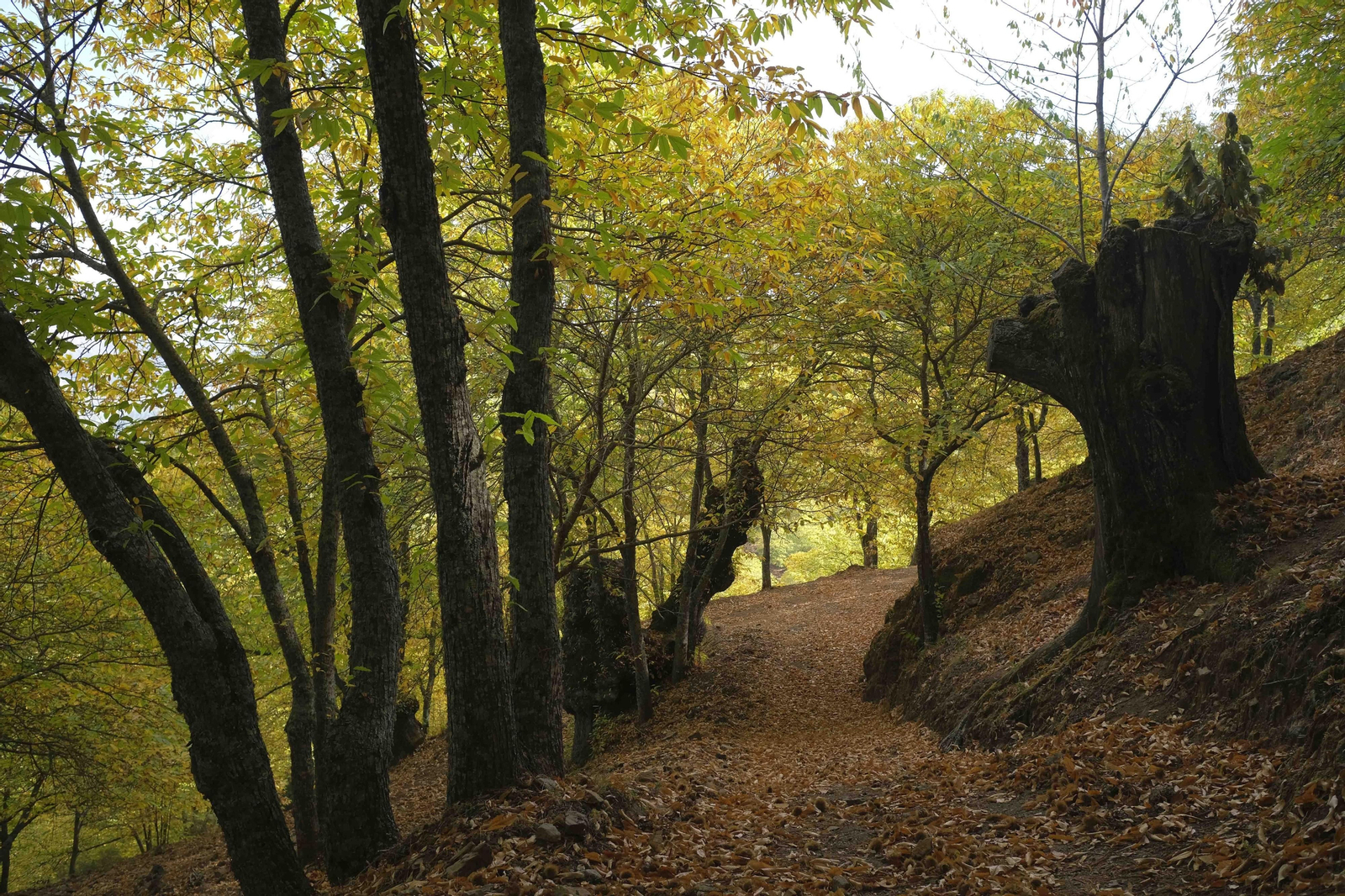 El Bosque de Cobre, en imágenes