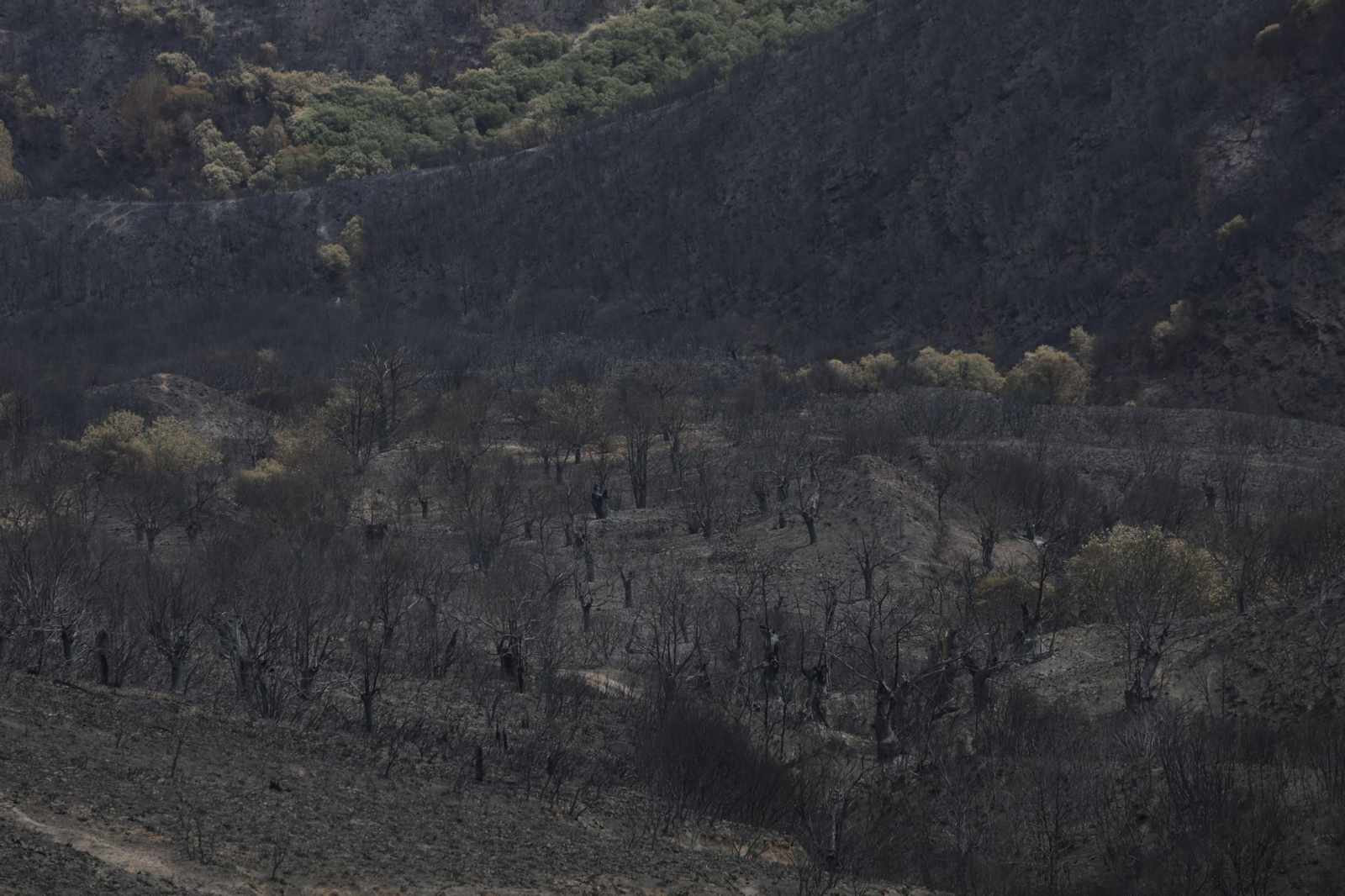Las fotos de la visita de los Reyes a las zonas afectadas por los incendios en Sanabria y Las Médulas