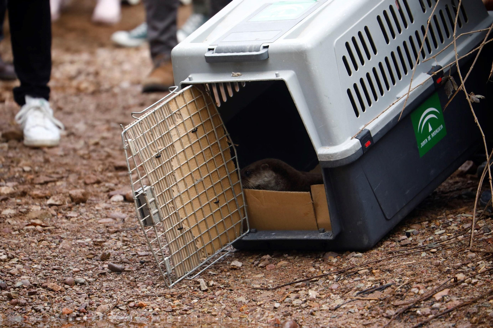 La suelta de la nutria recuperada en Córdoba, en imágenes La suelta de la nutria recuperada en Córdoba, en imágenes