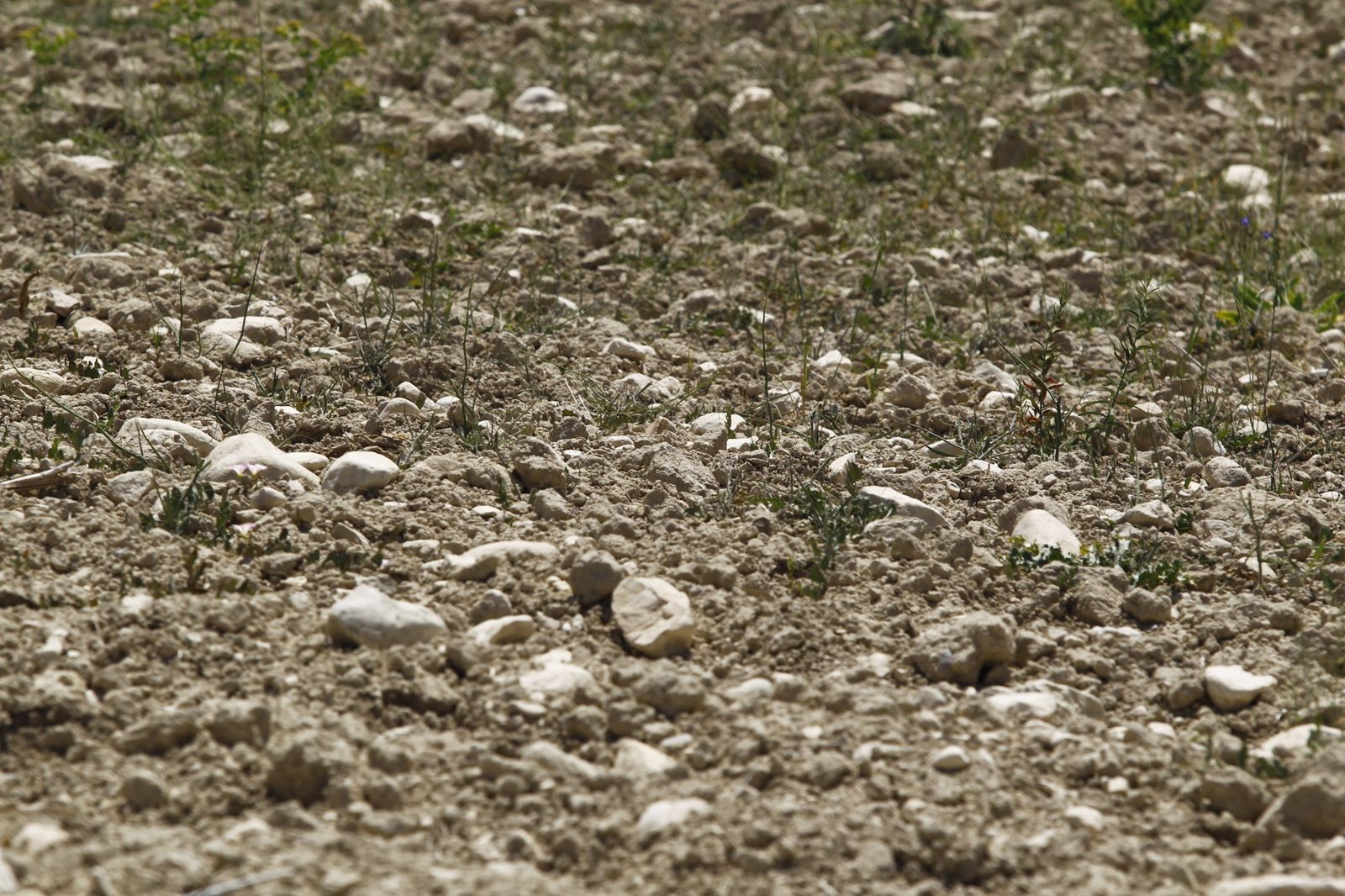Imágenes de la sequía que golpea con dureza la producción de cereal en Los Vélez