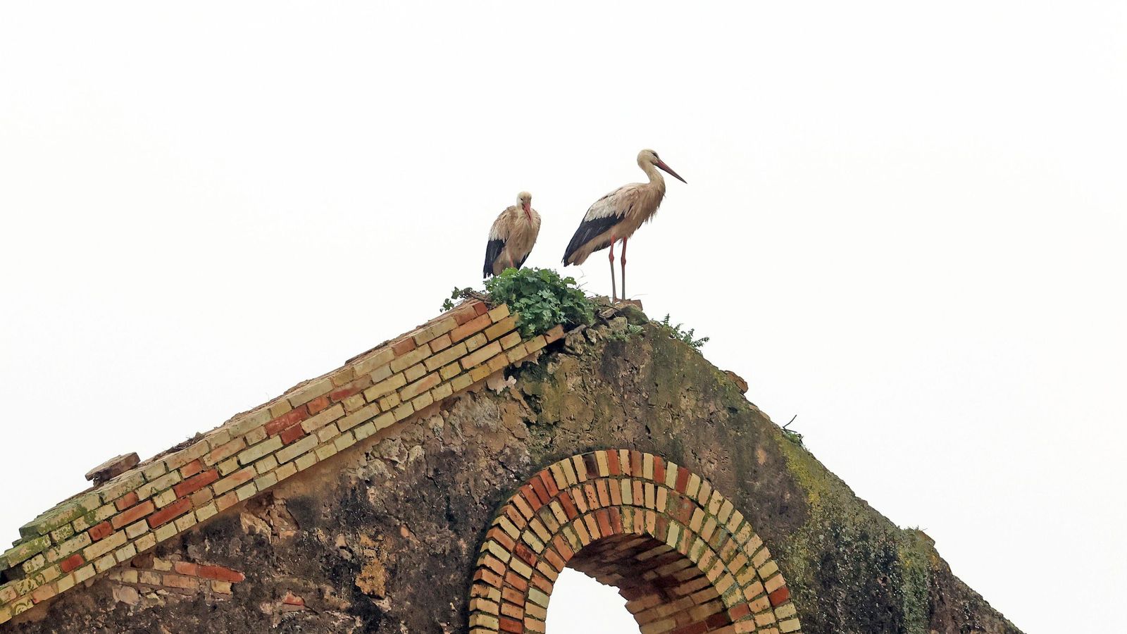 Vuelta a sus casa en La Ina, La Corta y El Portal