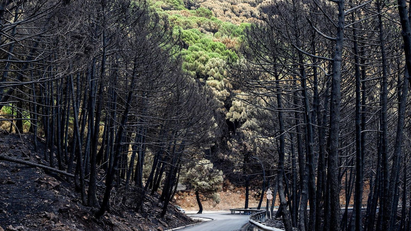 Árboles calcinados a ambos lados de una carretera. Árboles calcinados a ambos lados de una carretera.