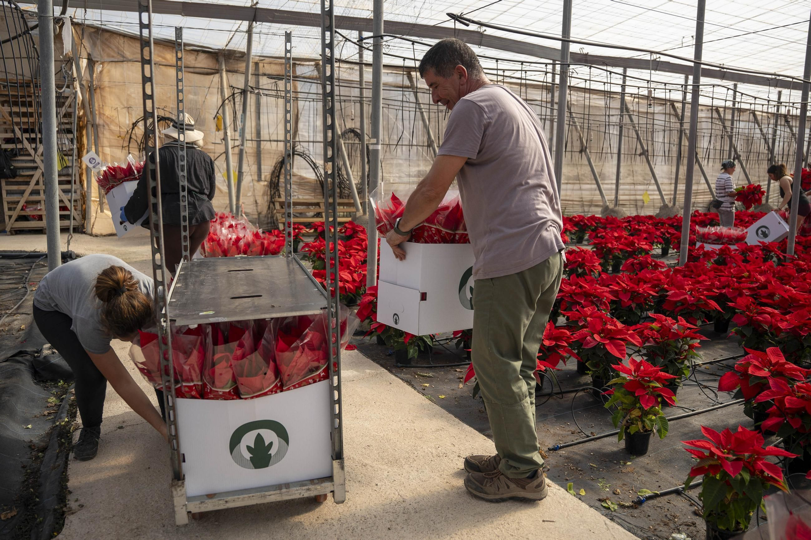 Así son las flores de pascua de SolísPlant, en imágenes