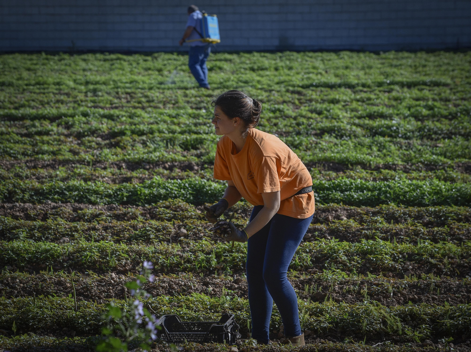 La resistencia en los pueblos de Sevilla al Coronavirus: Lantejuela