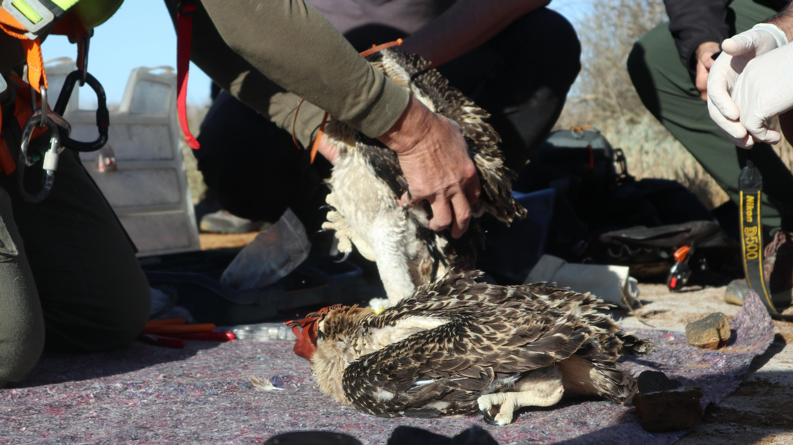 Anillamiento de tres pollos de águila pescadora nacidas en el Paraje Natural Marismas del Odiel