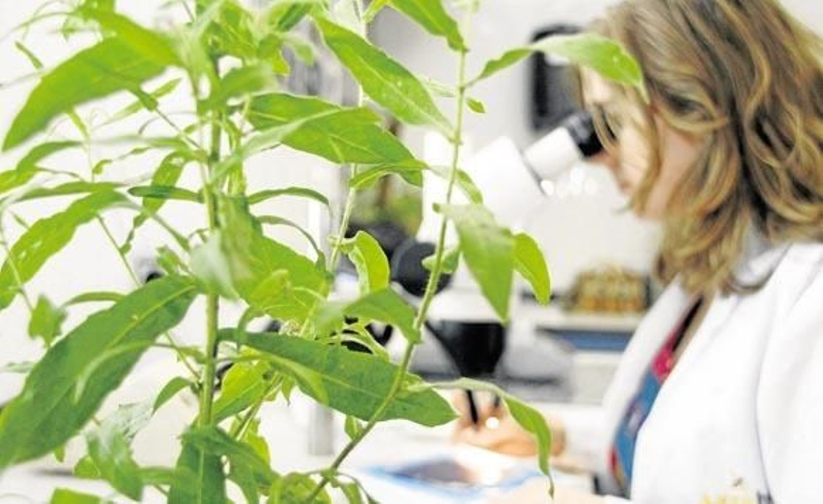 Agrobio gets its hives ready for biological pollination of fruit trees