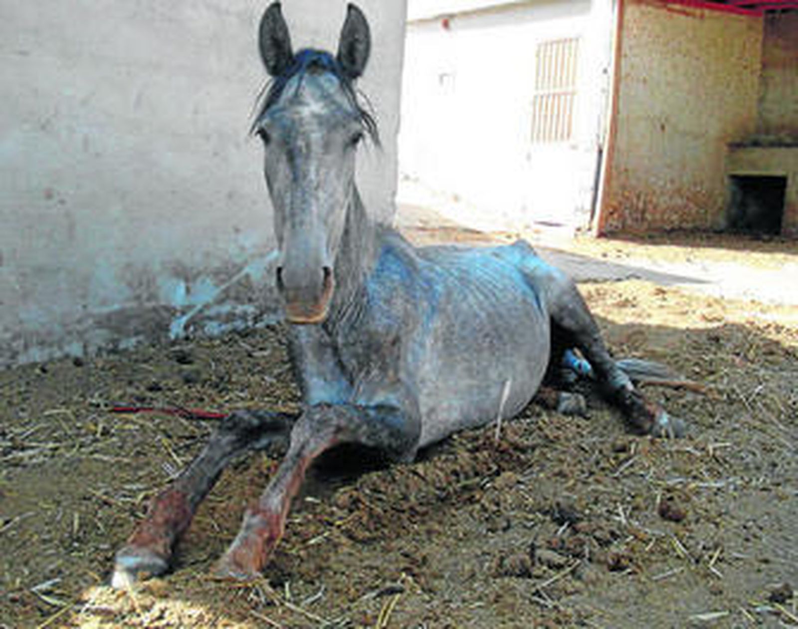 Una potra en la citada finca con evidentes síntomas de desnutrición en el año 2008.