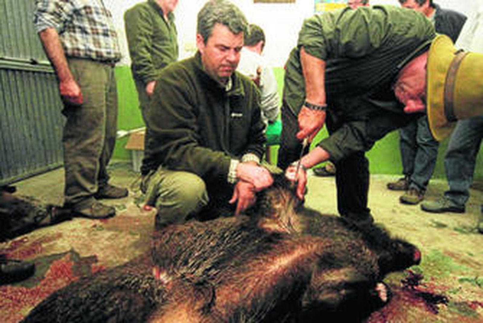 A la caza del jabalí