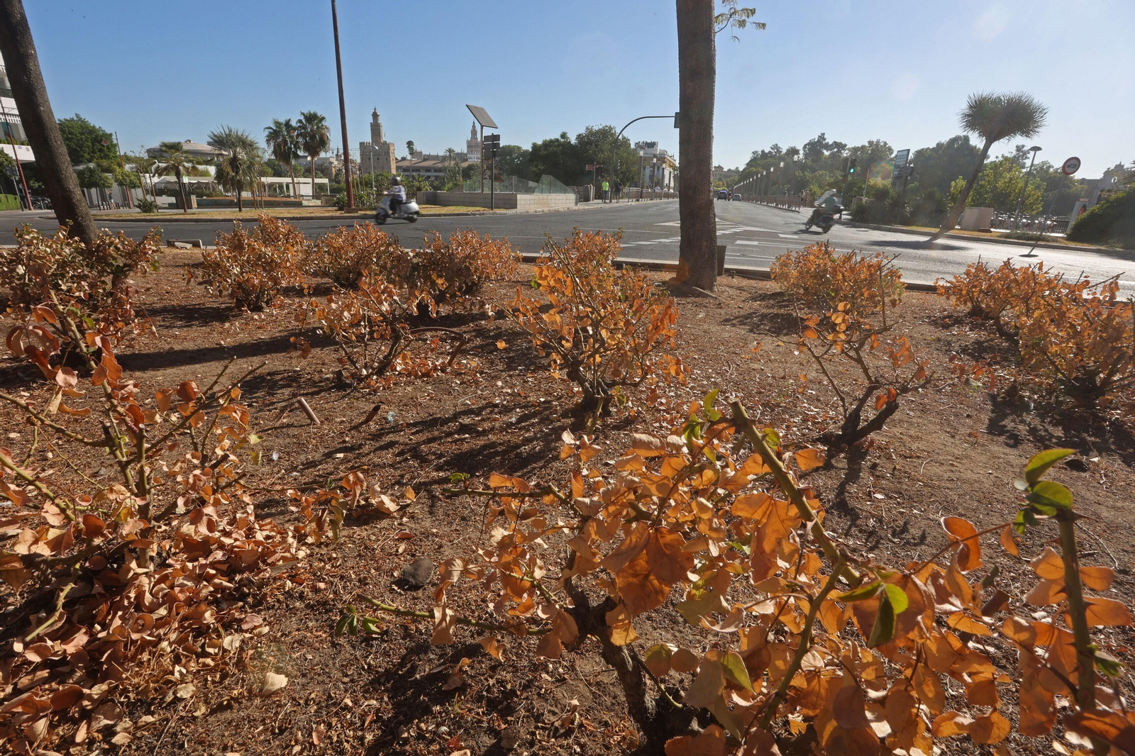Aspecto que presenta la glorieta de la Plaza de Cuba.