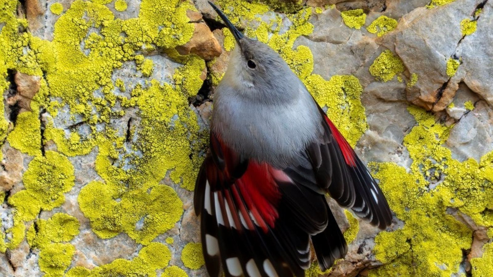 Ejemplar de Treparriscos.