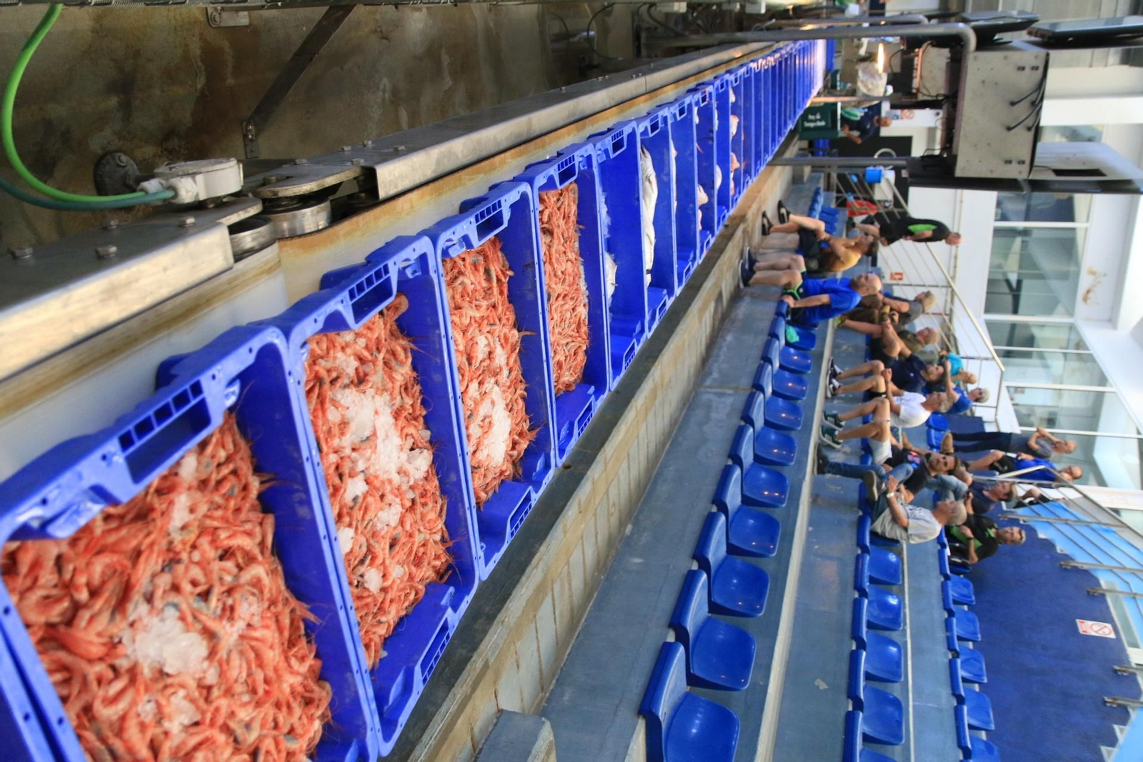 Vea cómo se descargan y se venden en la lonja la Gamba Roja de Almería