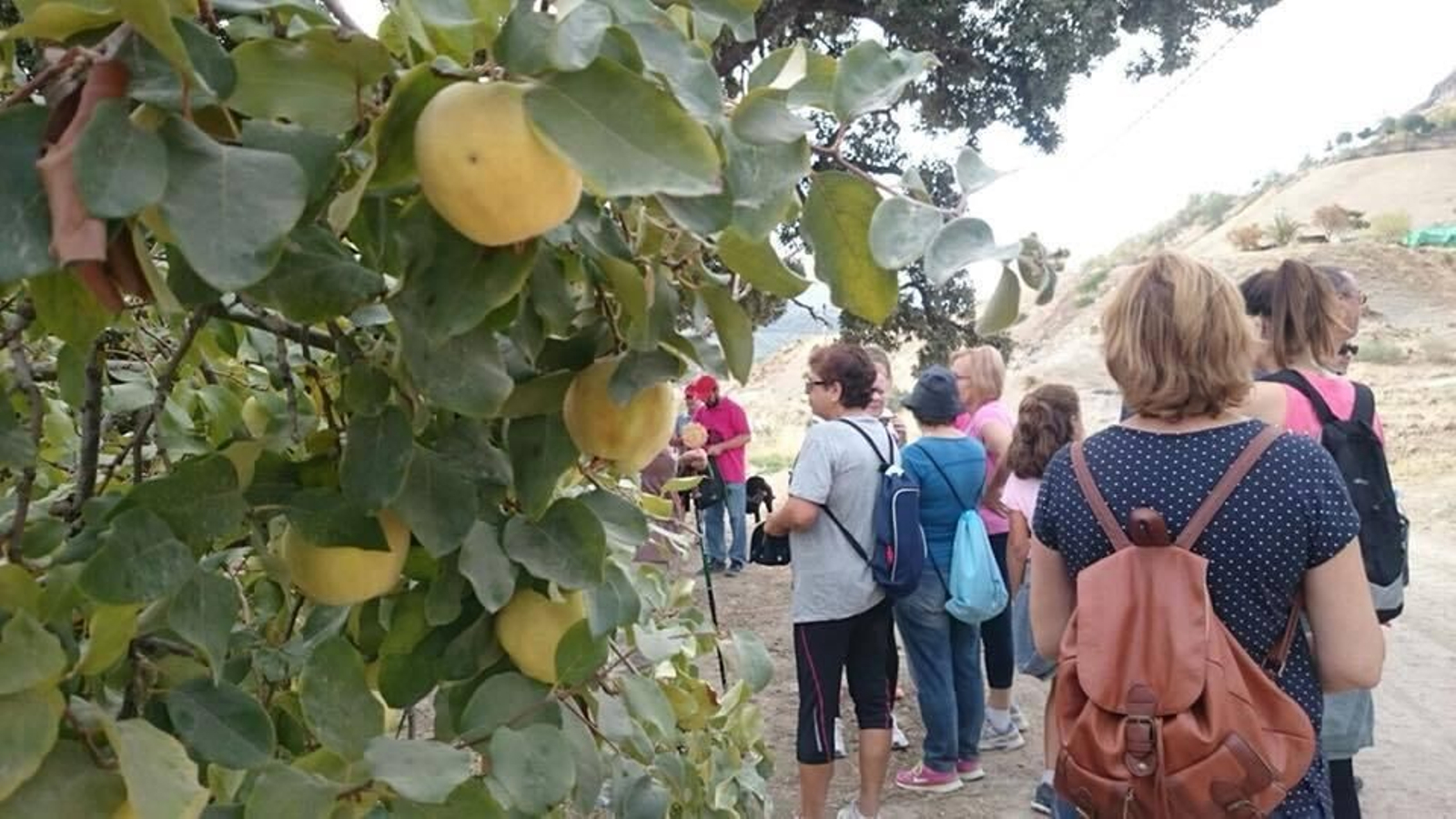 Ruta de senderismo entre membrillos. Ruta de senderismo entre membrillos.