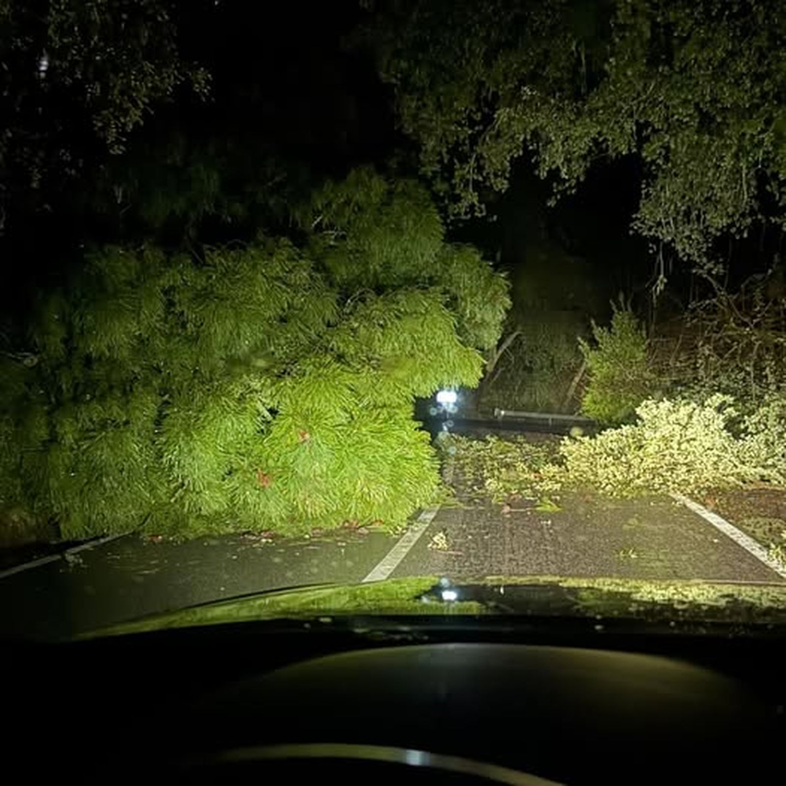 Un árbol caído por la borrasca Leonardo invade una carretera provincial.