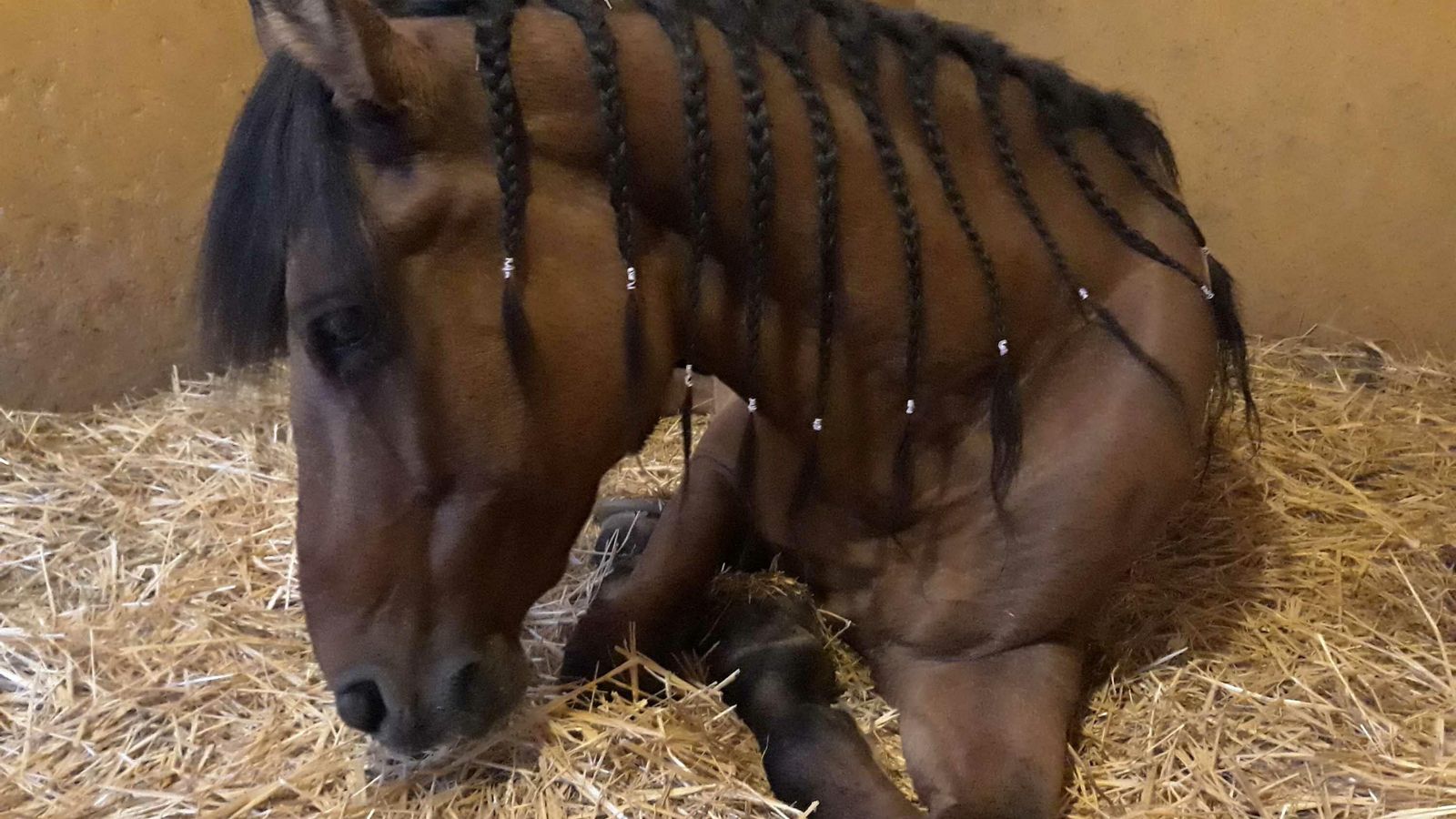 'Tesoro' el caballo que murió a consecuencia de un clavo 'Tesoro' el caballo que murió a consecuencia de un clavo