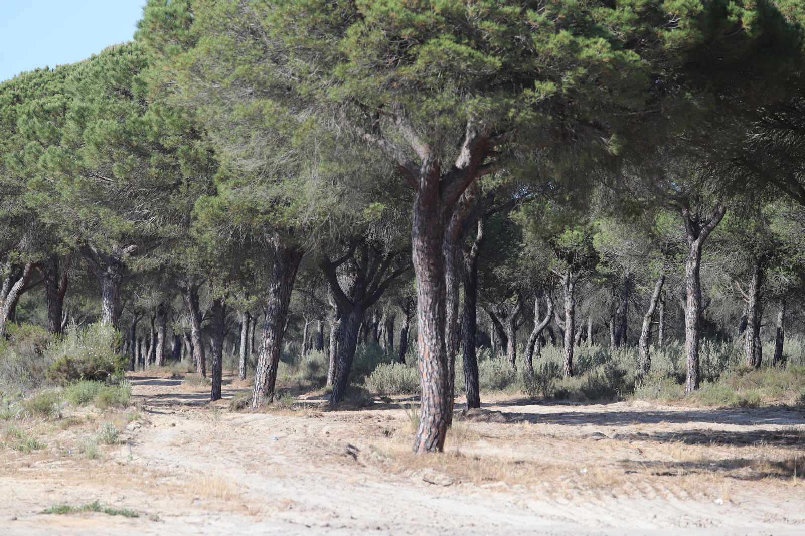 Imágenes del estado en el que se encuentran los caminos del Rocío para la Romería 2023