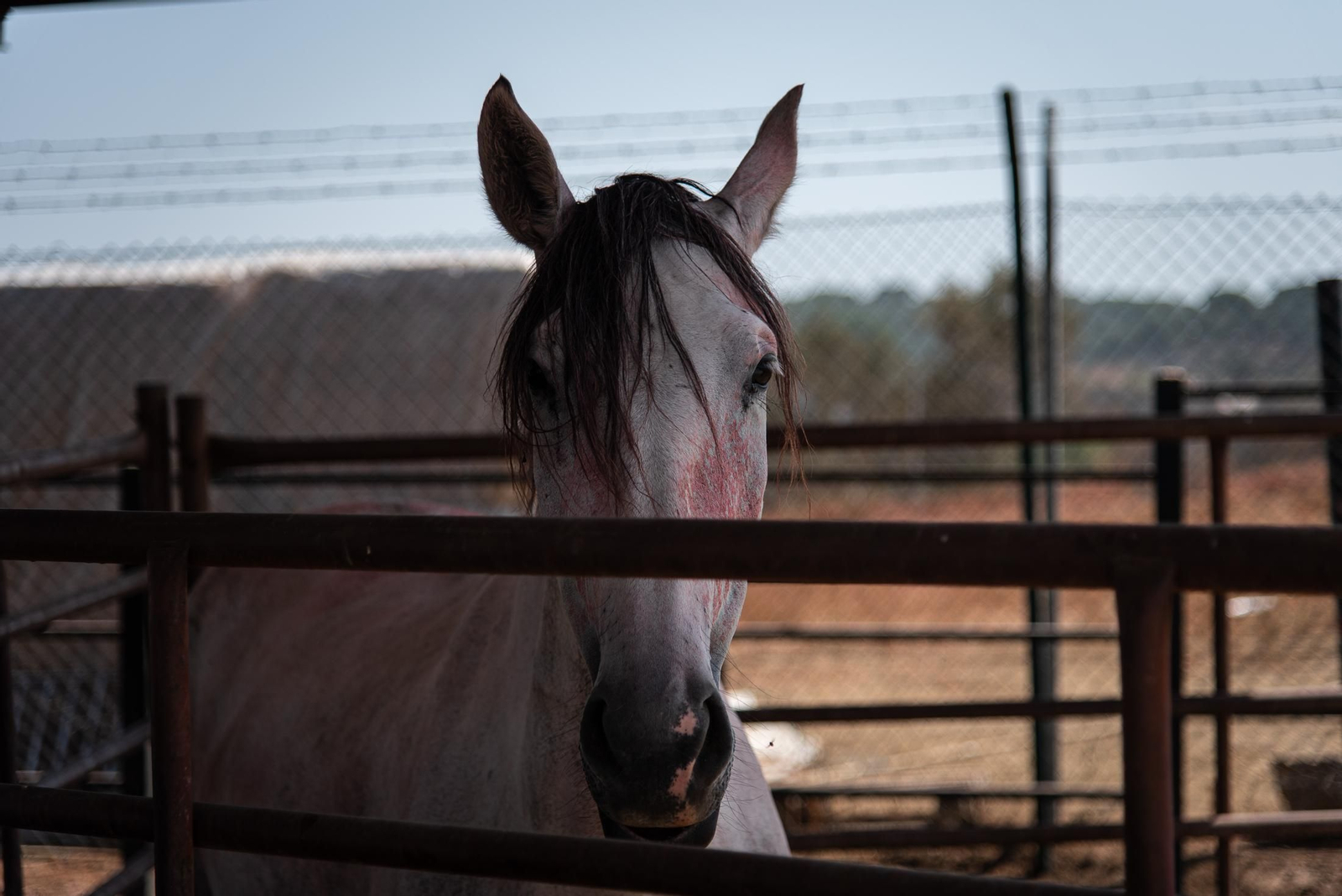 Imágenes de los destrozos causados por el incendio de Lucena del Puerto