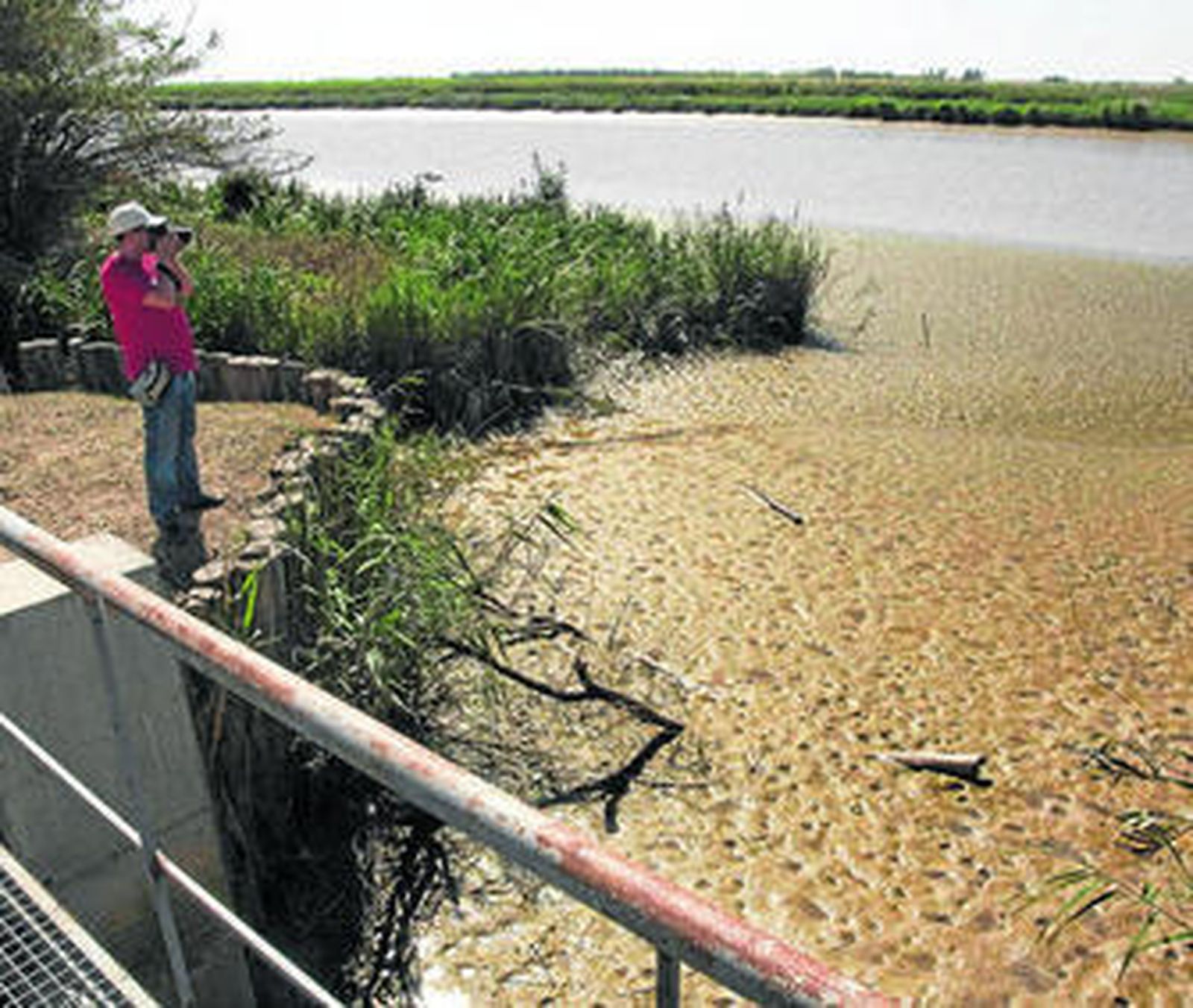 El arroz requiere cuidados contra plagas como la Pudenta.
