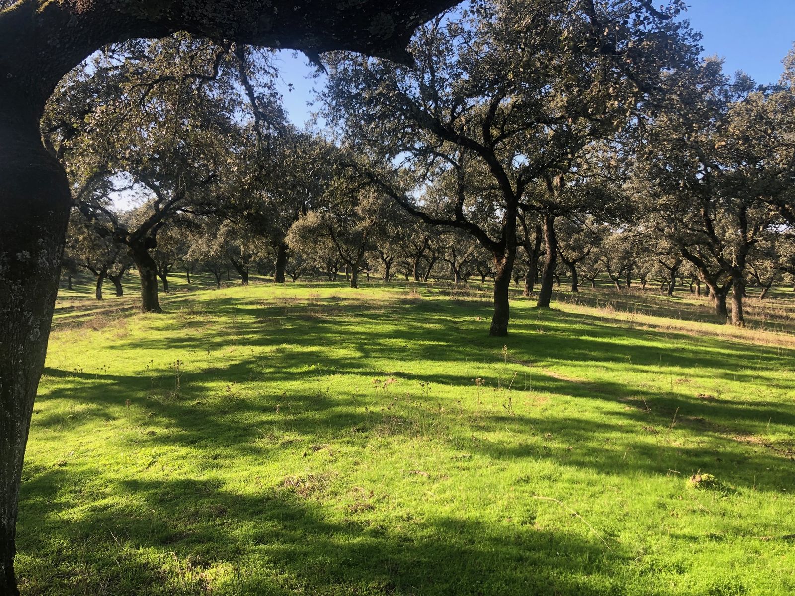 Dehesa Villanueva de Córdoba