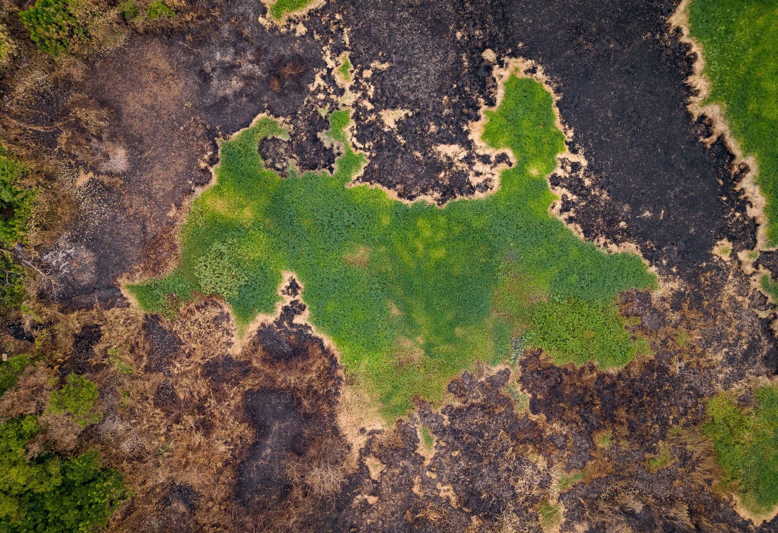Las llamas convierten en una tumba al aire libre El Pantanal en Brasil