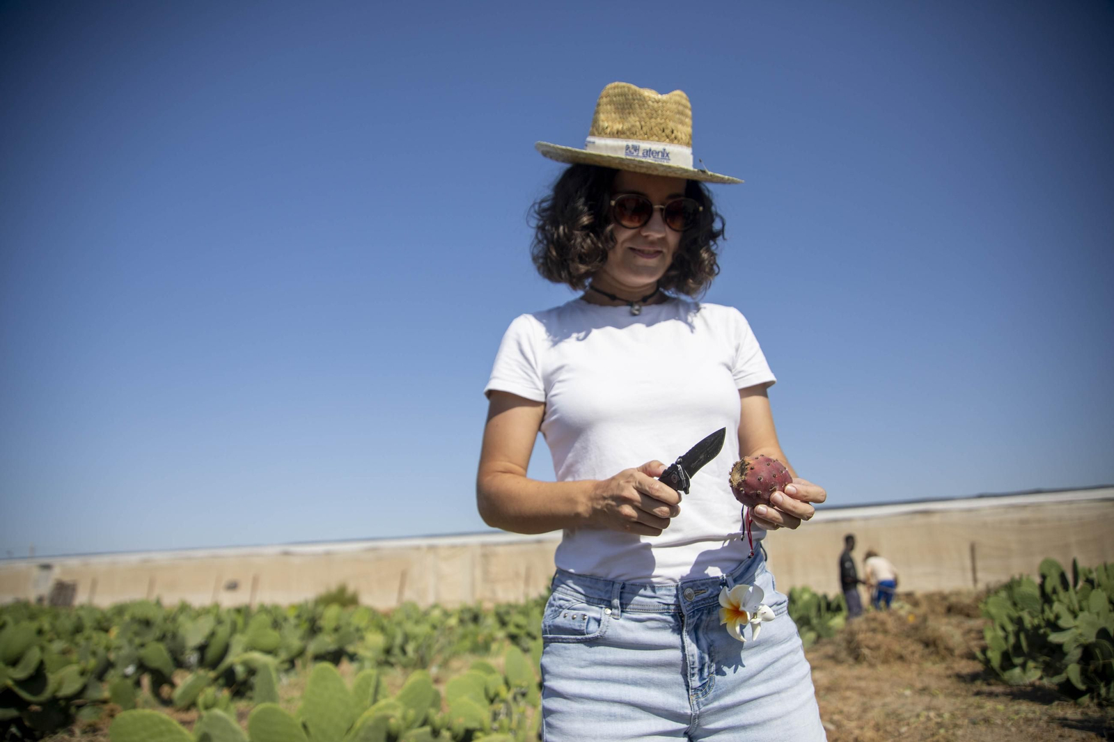 Plantación de chumbos de Níjar