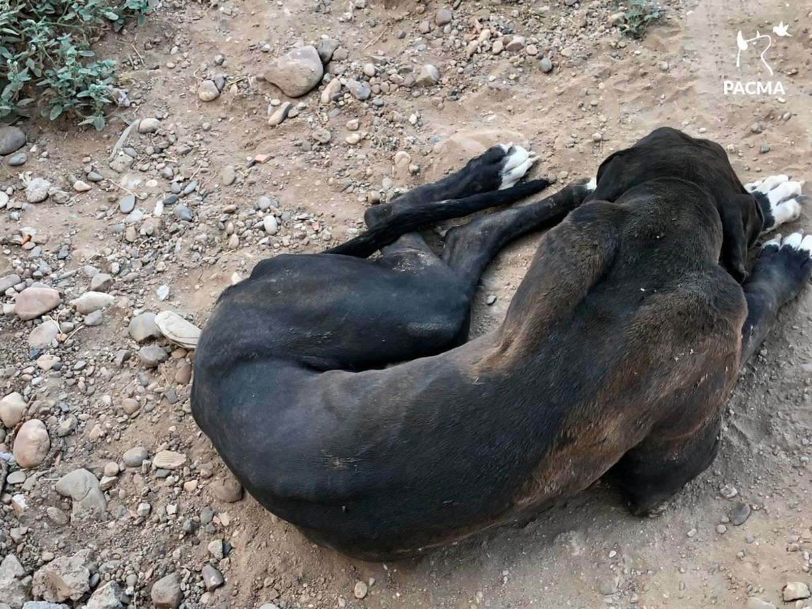 Uno de los perros que se encuentran en la finda abandonada de Córdoba.