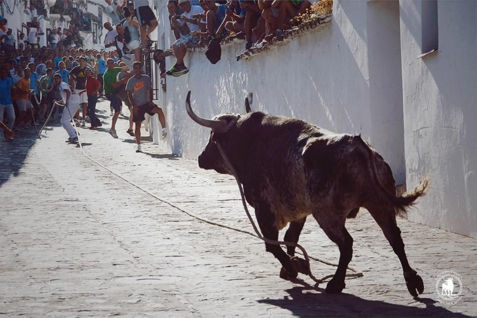 Suelta de un toro con una maroma por las calles de Grazalema.