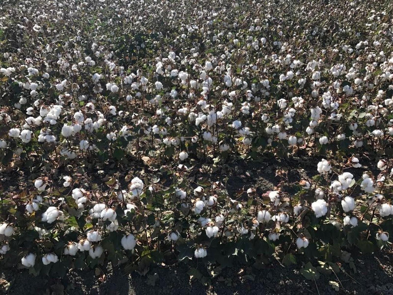 Cultivo de algodón en Andalucía. Cultivo de algodón en Andalucía.